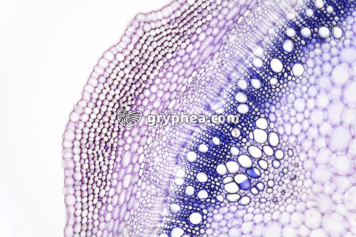 Tige de Sureau jeune - structure secondaire CT x25 - gryphea.org